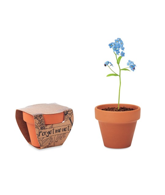 FORGET ME NOT - Terracotta pot 'forget me not'