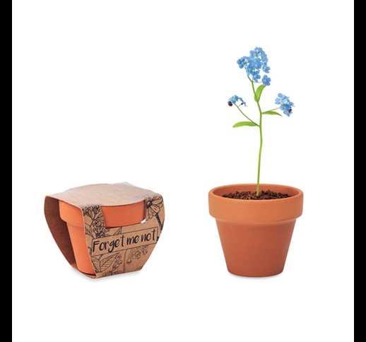FORGET ME NOT - Terracotta pot 'forget me not'