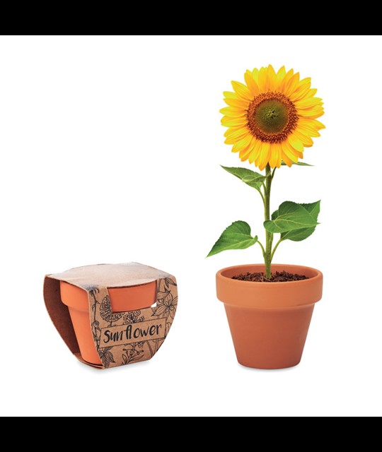 SUNFLOWER - Terracotta pot 'sunflower'