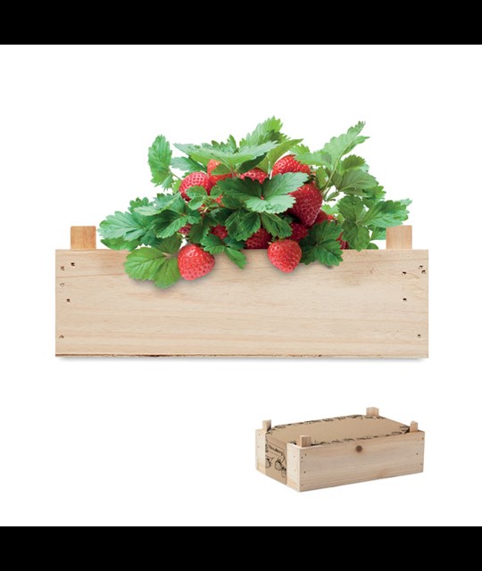 Strawberry - Komplet za gojenje jagod v lesenem zabojčku