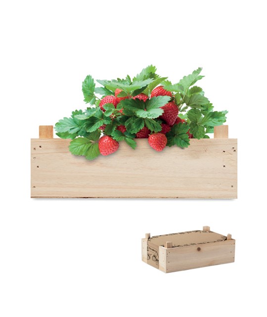 STRAWBERRY - Strawberry kit in wooden crate