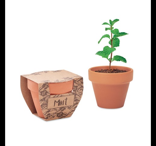 MINT POT - Terracotta pot mint seeds