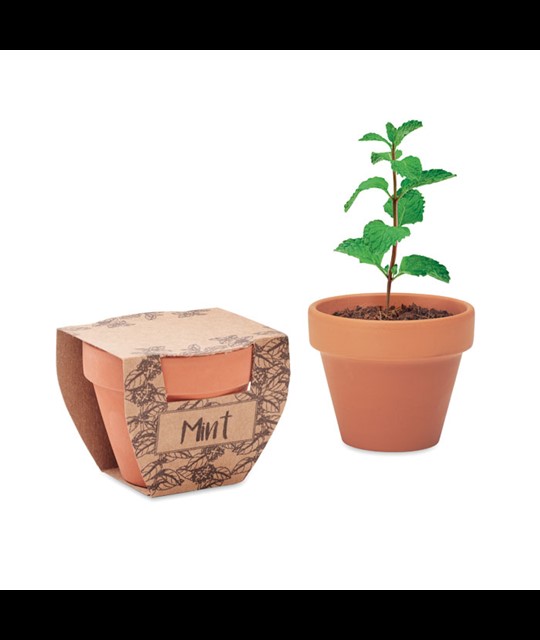 MINT POT - semena mete v lončku terakota